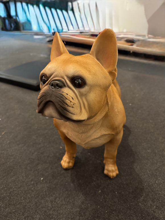 Franse bulldog (op ware grote)