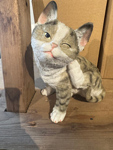 Poes bruin