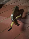 Texas longhorn stier