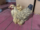 Kip met kuikens