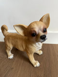 Chihuahua staand